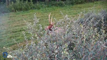 Pennsylvania Elk Live Webcam - Sep 6, 2026, 7:26pm EDT
