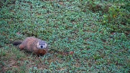 Pennsylvania Elk Live Webcam - Sep 25, 2025, 1:59pm EDT