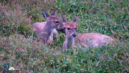 Pennsylvania Elk Live Webcam - Oct 1, 2026, 8:21am EDT