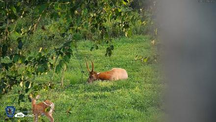 Pennsylvania Elk Live Webcam - Aug 18, 2026, 6:55pm EDT