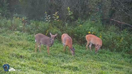 Pennsylvania Elk Live Webcam - Sep 5, 2026, 8:21am EDT