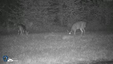 Pennsylvania Elk Live Webcam - Oct 2, 2026, 7:51pm EDT