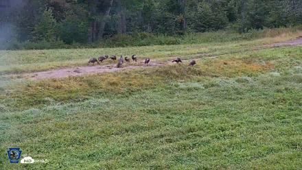Pennsylvania Elk Live Webcam - Sep 9, 2026, 8:46am EDT