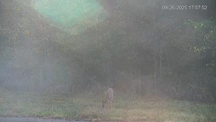 Pennsylvania Elk Live Webcam - Sep 26, 2025, 5:58pm EDT