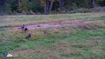 Pennsylvania Elk Live Webcam - Oct 1, 2026, 12:51pm EDT