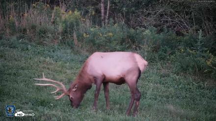 Pennsylvania Elk Live Webcam - Sep 6, 2026, 7:57pm EDT