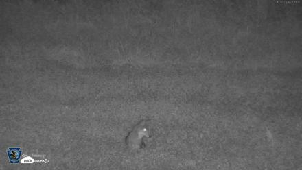Pennsylvania Elk Live Webcam - Oct 2, 2026, 9:14pm EDT