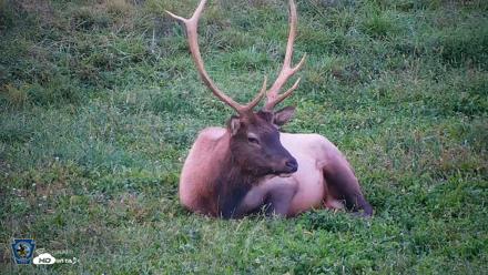 Pennsylvania Elk Live Webcam - Sep 8, 2026, 7:33pm EDT