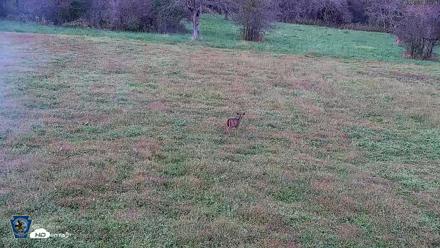 Pennsylvania Elk Live Webcam - Oct 1, 2026, 5:46pm EDT