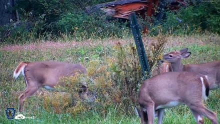 Pennsylvania Elk Live Webcam - Sep 28, 2026, 6:33pm EDT