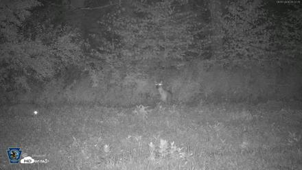 Pennsylvania Elk Live Webcam - Aug 17, 2026, 5:23am EDT