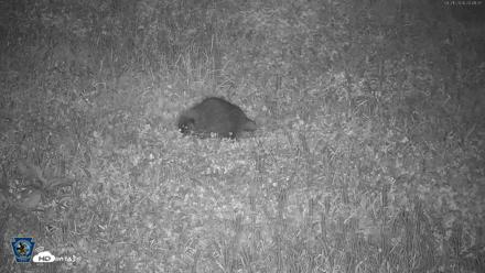Pennsylvania Elk Live Webcam - Aug 21, 2026, 8:41pm EDT
