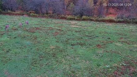 Pennsylvania Elk Live Webcam - Oct 13, 2025, 8:13am EDT