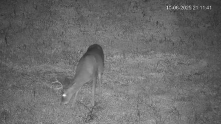 Pennsylvania Elk Live Webcam - Oct 6, 2025, 9:12pm EDT