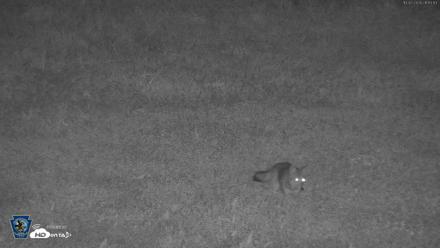 Pennsylvania Elk Live Webcam - Oct 2, 2026, 9:14pm EDT