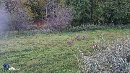 Pennsylvania Elk Live Webcam - Sep 26, 2026, 6:57pm EDT