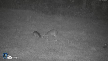 Pennsylvania Elk Live Webcam - Sep 28, 2026, 5:20am EDT