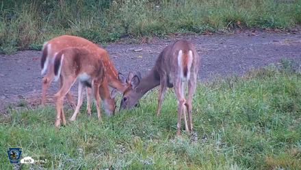 Pennsylvania Elk Live Webcam - Sep 6, 2026, 8:56am EDT
