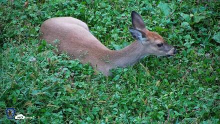 Pennsylvania Elk Live Webcam - Oct 2, 2026, 5:40pm EDT