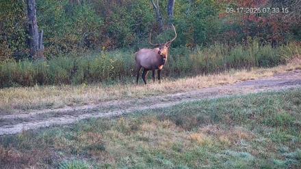 Pennsylvania Elk Live Webcam - Sep 17, 2025, 7:33am EDT