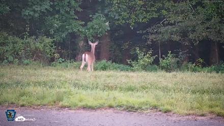 Pennsylvania Elk Live Webcam - Sep 5, 2026, 7:34pm EDT