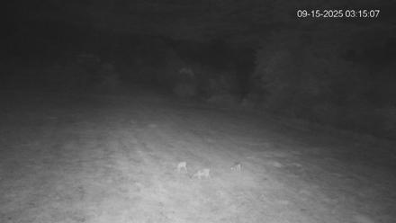 Pennsylvania Elk Live Webcam - Sep 15, 2025, 3:15am EDT