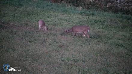 Pennsylvania Elk Live Webcam - Sep 26, 2026, 7:25pm EDT