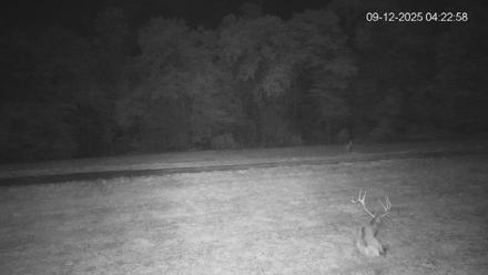 Pennsylvania Elk Live Webcam - Sep 12, 2025, 4:23am EDT