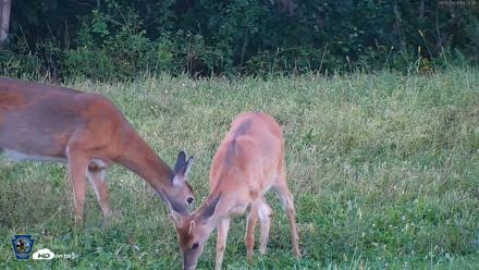 Pennsylvania Elk Live Webcam - Sep 5, 2026, 7:23pm EDT