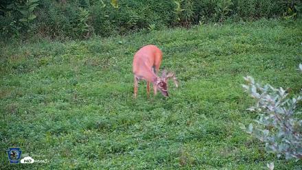 Pennsylvania Elk Live Webcam - Aug 5, 2026, 8:02pm EDT