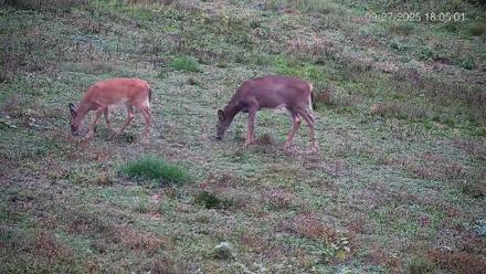 Pennsylvania Elk Live Webcam - Sep 27, 2025, 6:05pm EDT