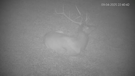 Pennsylvania Elk Live Webcam - Sep 4, 2025, 10:41pm EDT