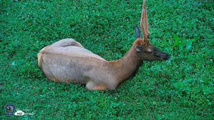 Pennsylvania Elk Live Webcam - Aug 6, 2026, 8:00pm EDT