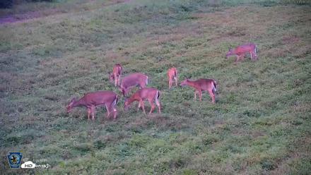 Pennsylvania Elk Live Webcam - Sep 8, 2026, 7:20pm EDT