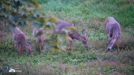 Pennsylvania Elk Live Webcam - Oct 1, 2026, 6:36pm EDT