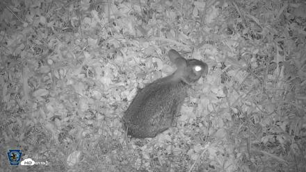 Pennsylvania Elk Live Webcam - Oct 1, 2026, 8:33pm EDT