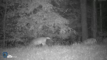 Pennsylvania Elk Live Webcam - Sep 29, 2026, 9:14pm EDT