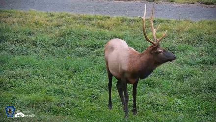 Pennsylvania Elk Live Webcam - Sep 9, 2026, 7:29pm EDT