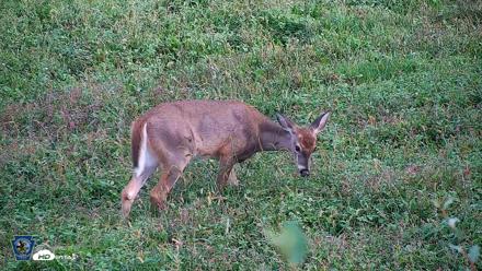 Pennsylvania Elk Live Webcam - Sep 30, 2026, 5:26pm EDT