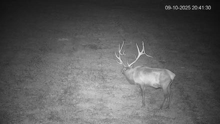 Pennsylvania Elk Live Webcam - Sep 10, 2025, 8:42pm EDT