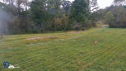 Pennsylvania Elk Live Webcam - Sep 9, 2026, 7:09am EDT