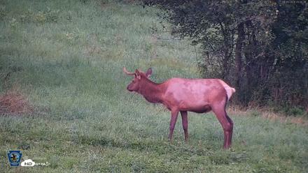 Pennsylvania Elk Live Webcam - Aug 9, 2026, 8:23pm EDT