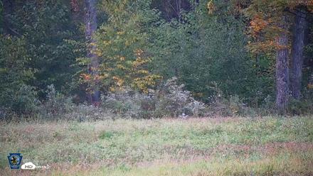 Pennsylvania Elk Live Webcam - Oct 1, 2026, 6:29pm EDT