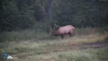 Pennsylvania Elk Live Webcam - Aug 27, 2026, 6:16am EDT