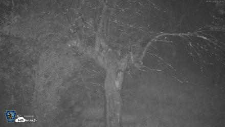 Pennsylvania Elk Live Webcam - Oct 1, 2026, 6:33am EDT