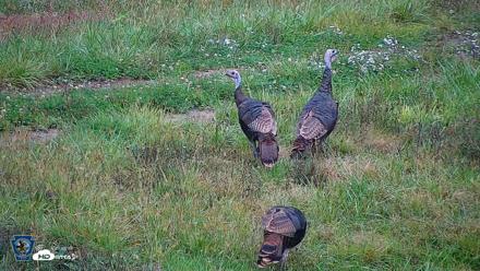 Pennsylvania Elk Live Webcam - Oct 1, 2026, 12:53pm EDT
