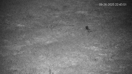 Pennsylvania Elk Live Webcam - Sep 26, 2025, 10:44pm EDT