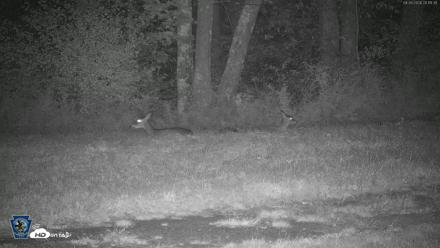 Pennsylvania Elk Live Webcam - Sep 26, 2026, 8:12pm EDT