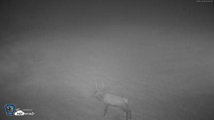 Pennsylvania Elk Live Webcam - Sep 10, 2026, 3:50am EDT