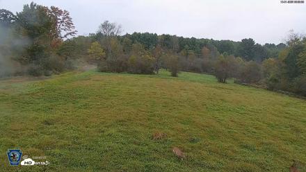 Pennsylvania Elk Live Webcam - Oct 1, 2026, 8:06am EDT